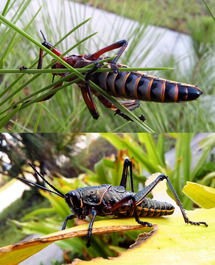 [Two photos spliced together. On the top image is the underside of a grasshopper nymph holding thick grass-like stems across the underside section that was visible in the prior photo. Mainly the underside of the back end of the body is visible in this image and each brown body section is rimmed with a thin orange-red section. Some parts of the undersides of the legs also have this lighter tint. The image on the bottom is a nymph standing on a very wide thick yellow-green leaf. The back legs are bent more than 90 degrees. The front section of the body gives the appearance of a layer of body armor. Seven segments are visible on the back part of the body. The front legs grab around the leaf edge to hold it. The antenna prominently project forward from the head of a length nearly half the size of the body.]